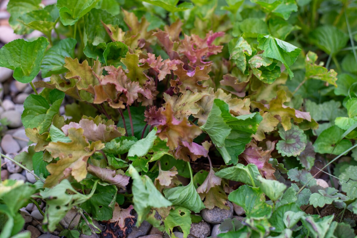 Coral bells among weeds