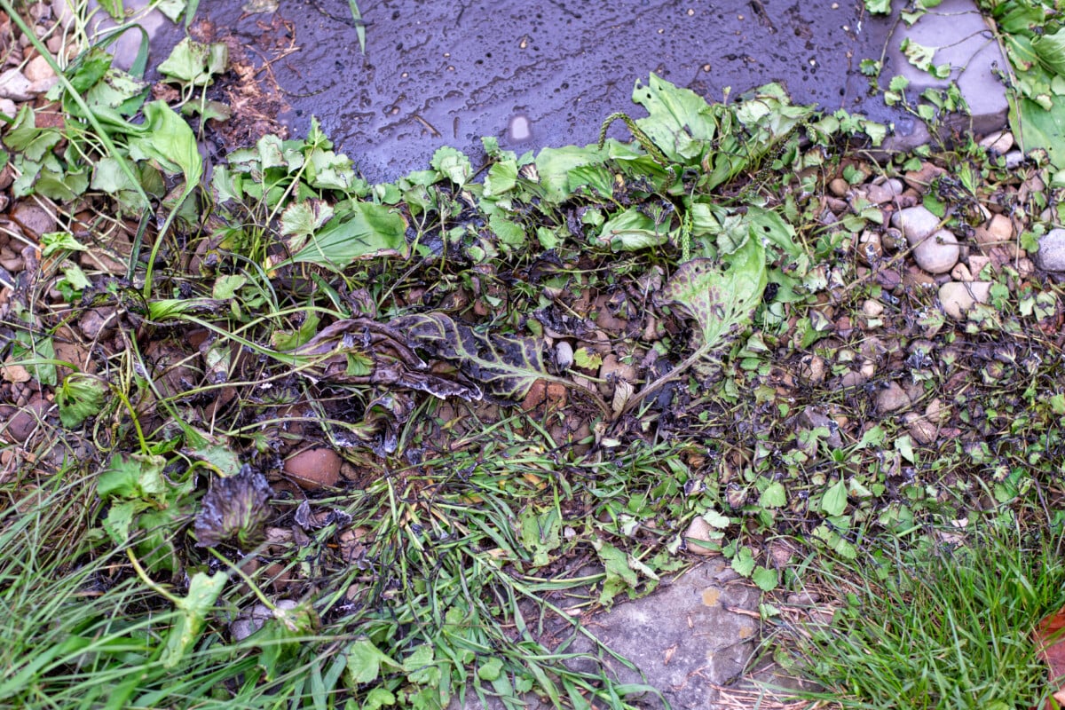 Charred weeds