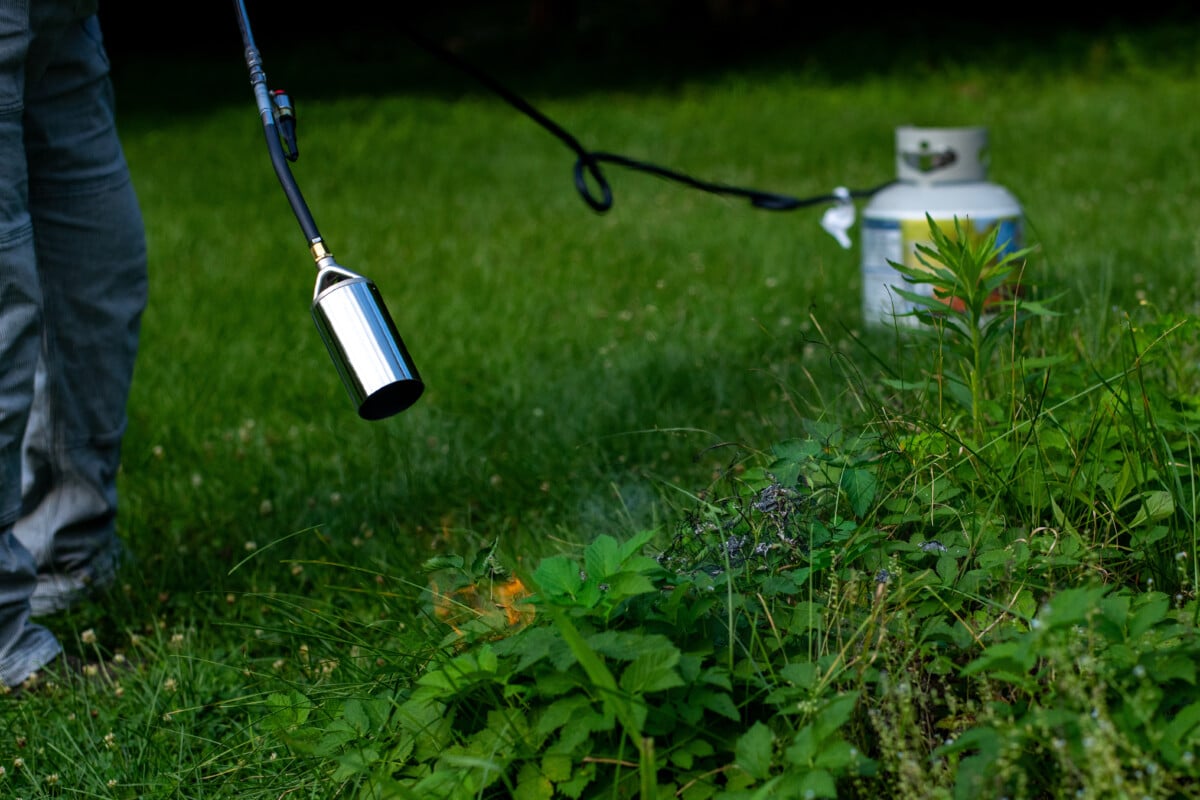 Someone using a propane torch weed burner on weeds.