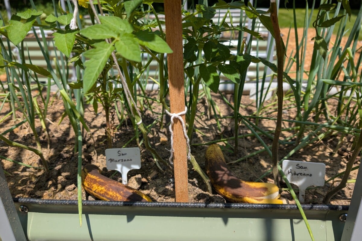 Two bananas sitting on top of the soil beneath tomato plants