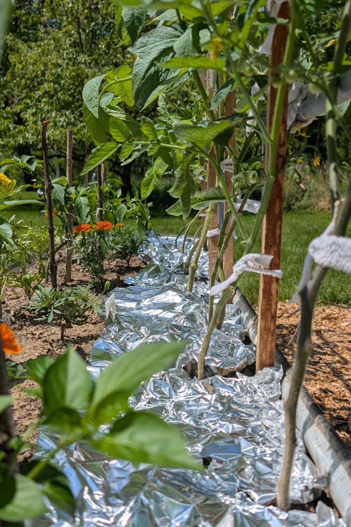 Row of tomato plants in a raised bed with aluminum foil placed on the soil surface