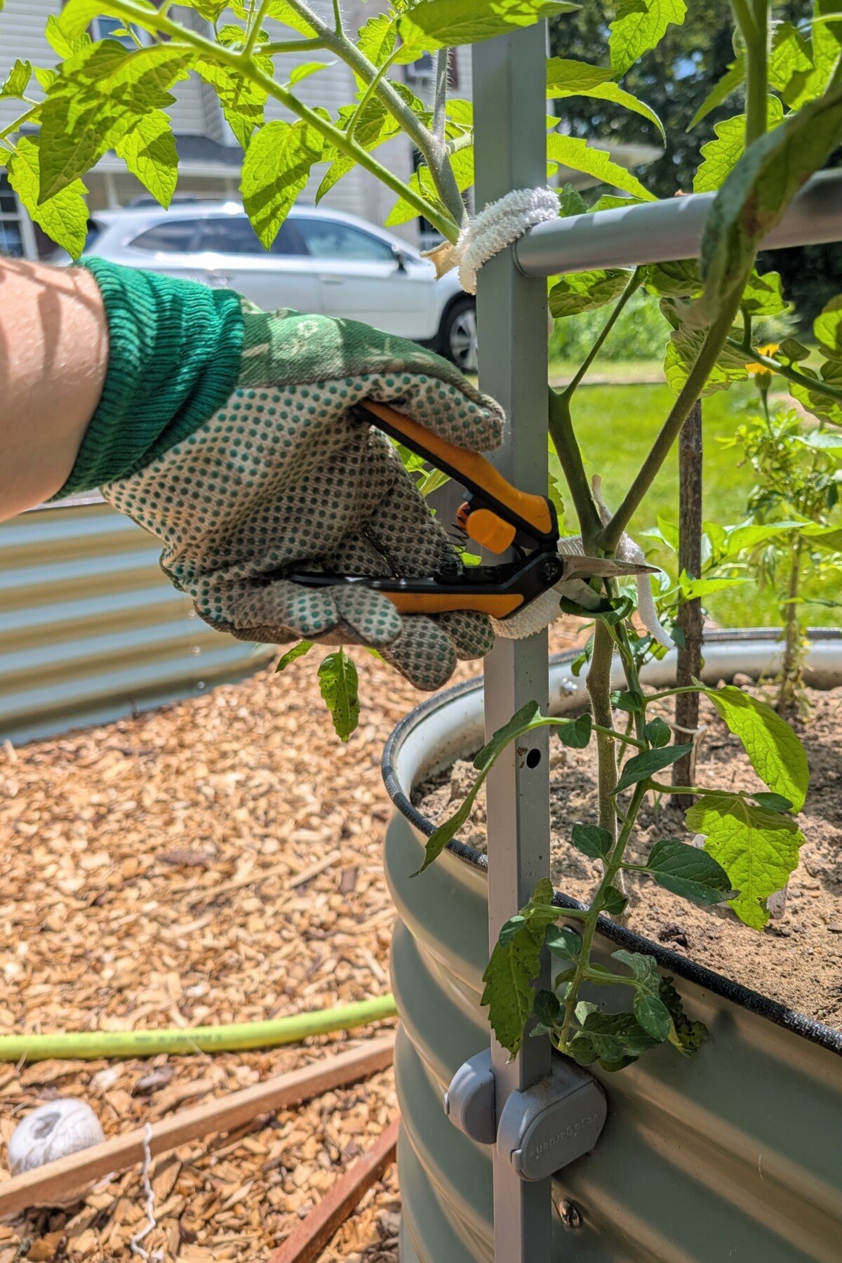 Woman's gloved hand holding garden snips and trimming a lower stem from a tomato plant
