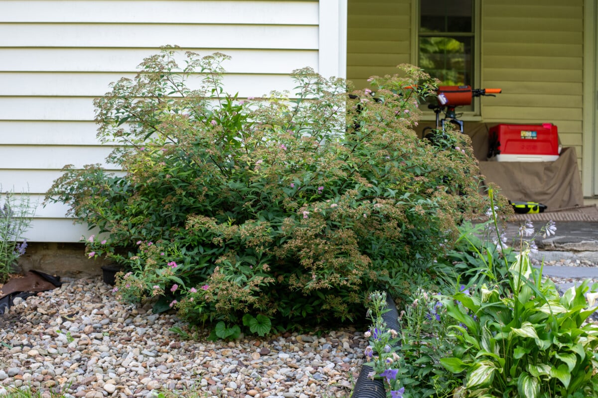 spirea bush after bloooming