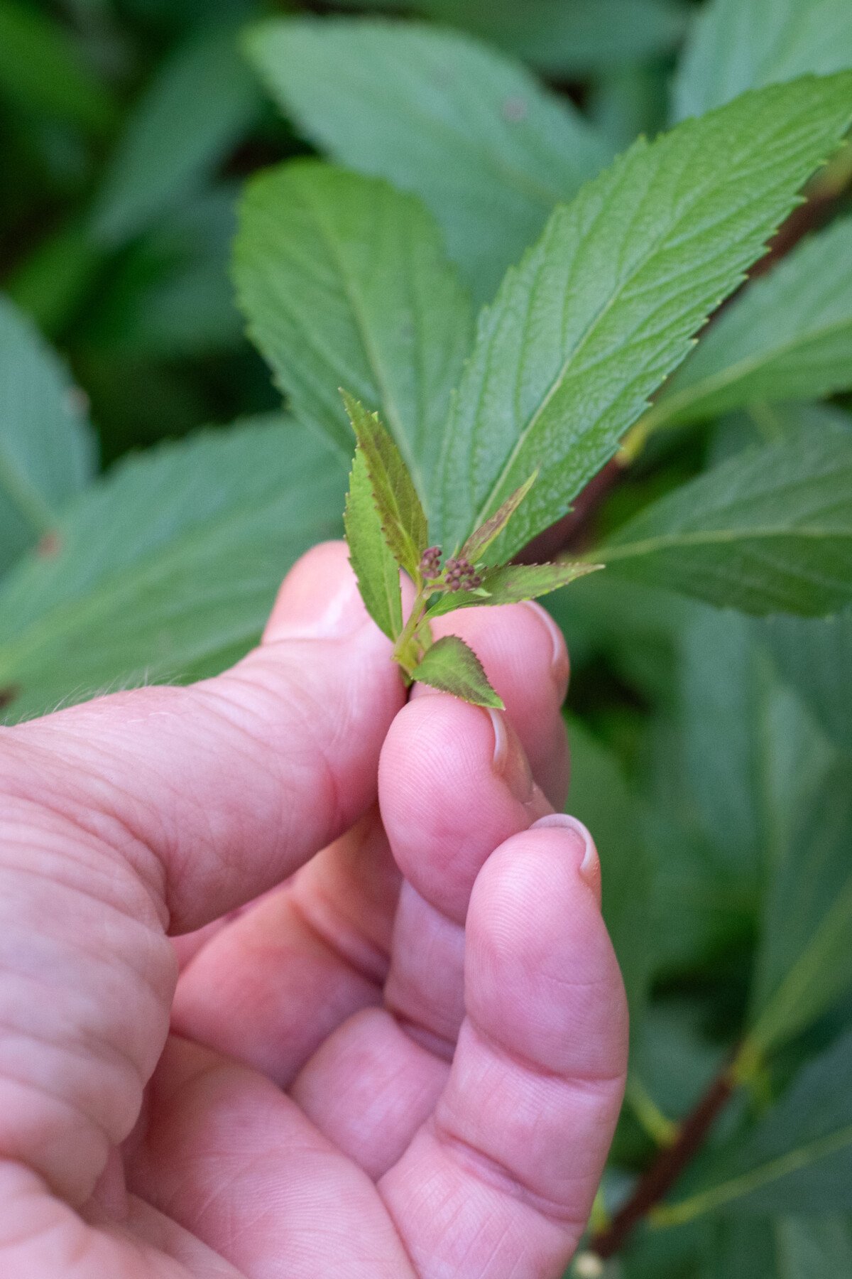 woman's hand holding buds