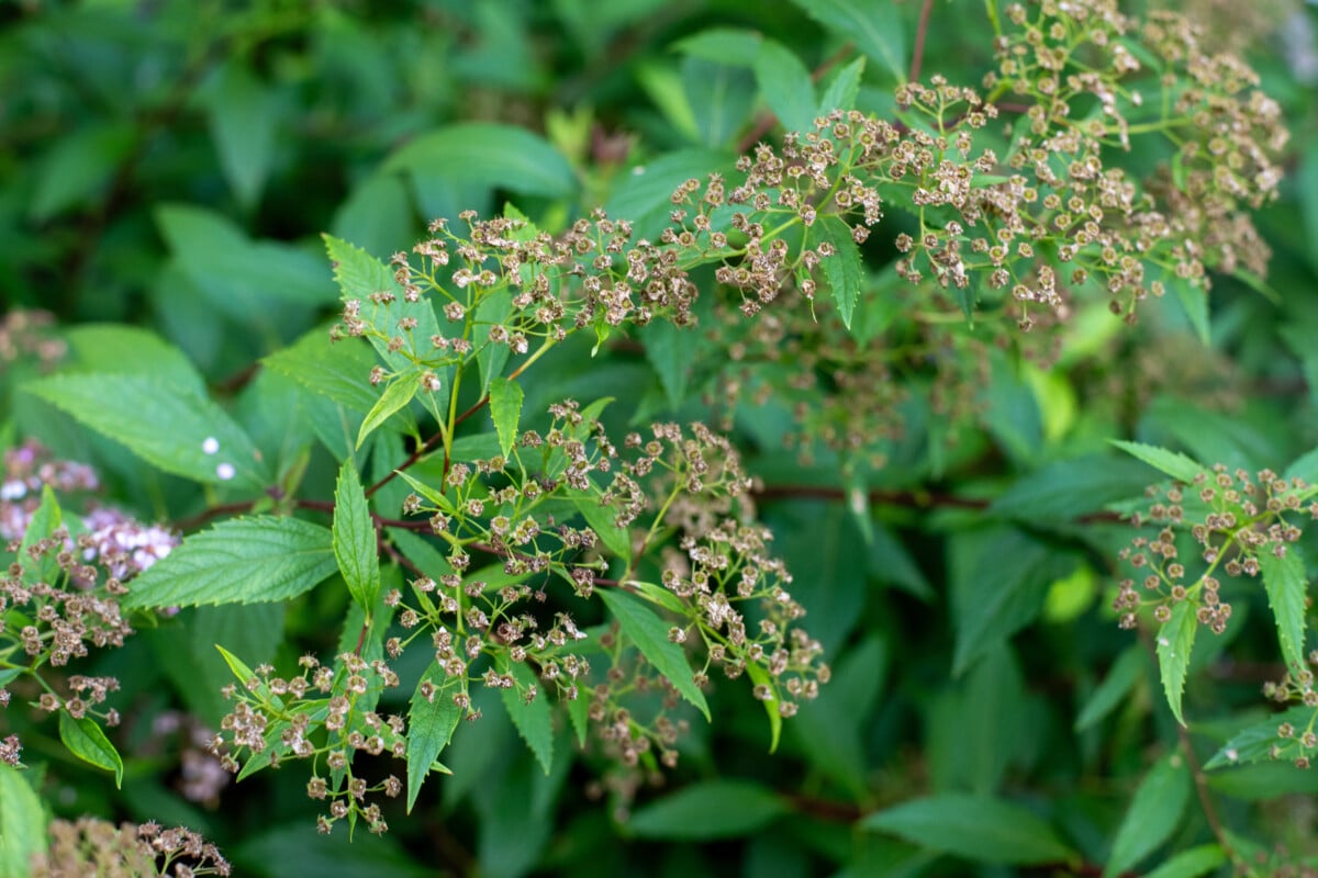 Dried spirea flower clusters
