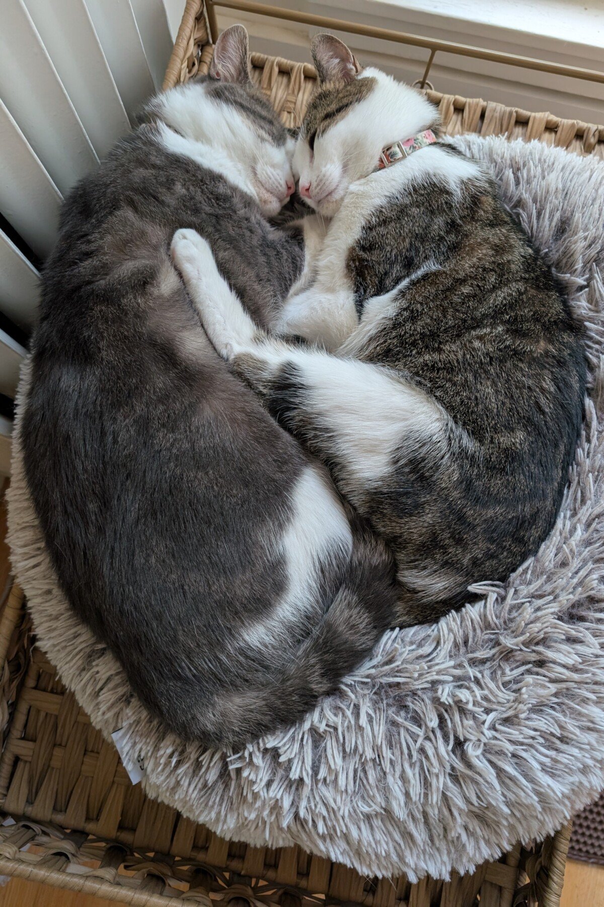 Two kittens asleep together