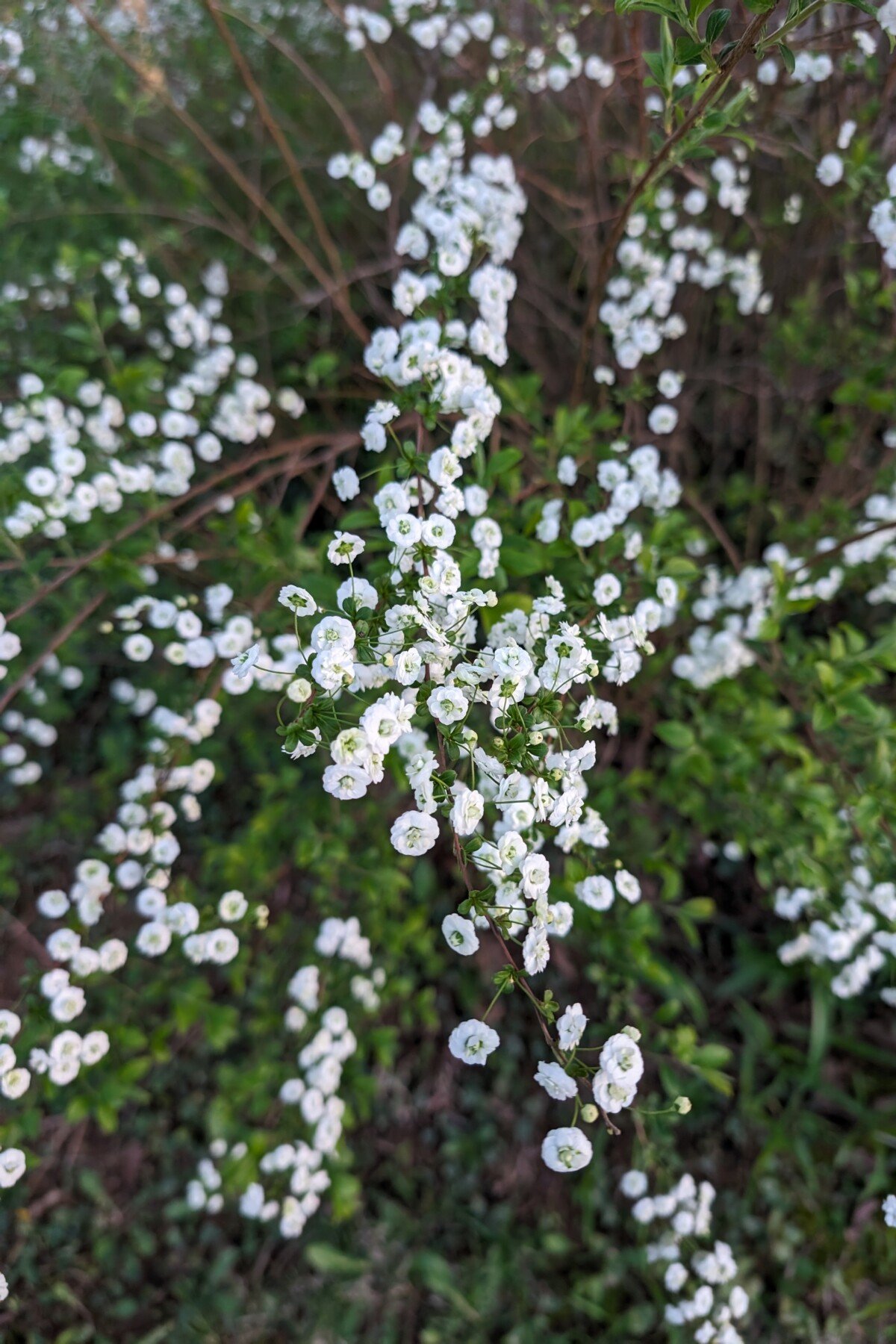 Bridal spirea