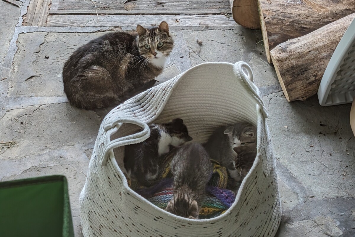 Cat and kittens
