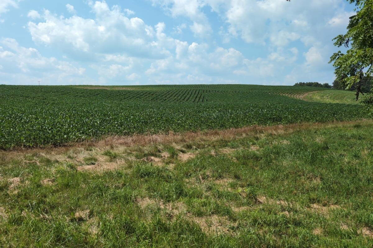 Huge commercial farm field growing soy beans.