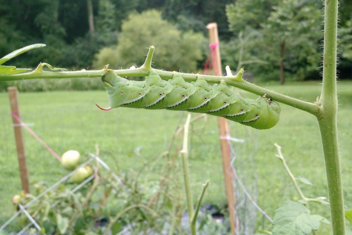 Large tomato hornworm on defoliated tomato stem. 