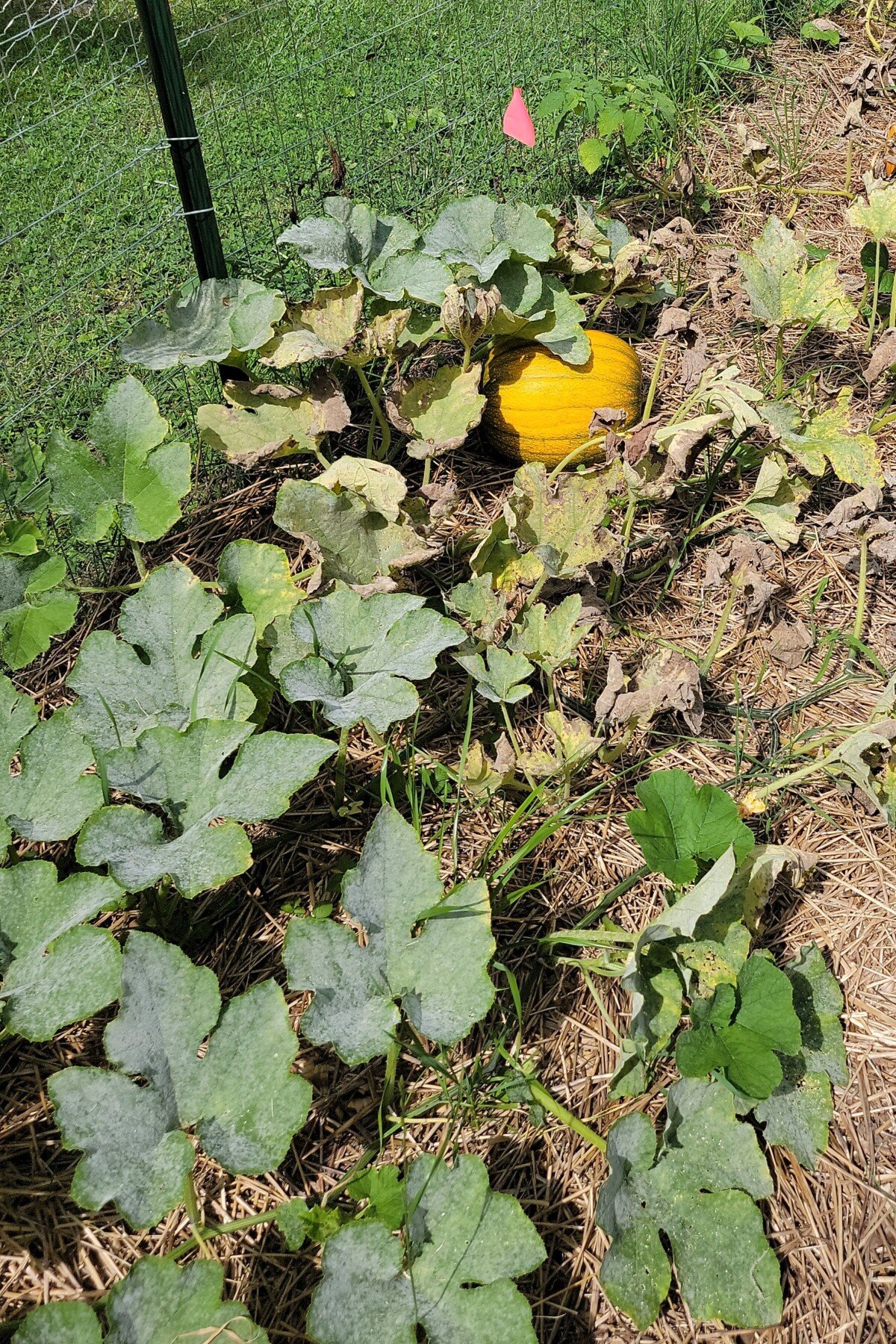Pumpkin plant with leaves covered in powdery mildew. 