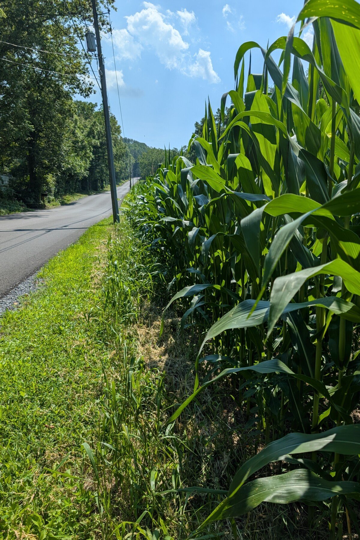 Field of corn along the side of a road