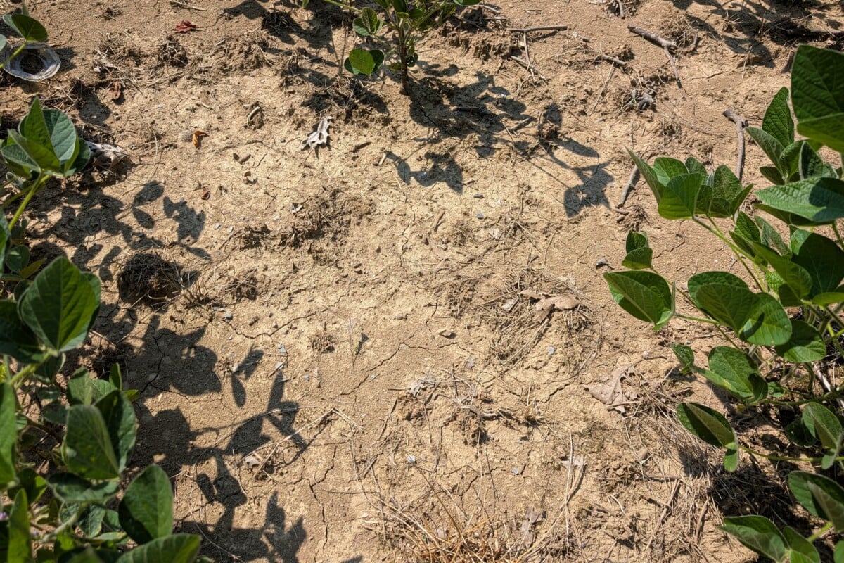 Dry, cracked soil.