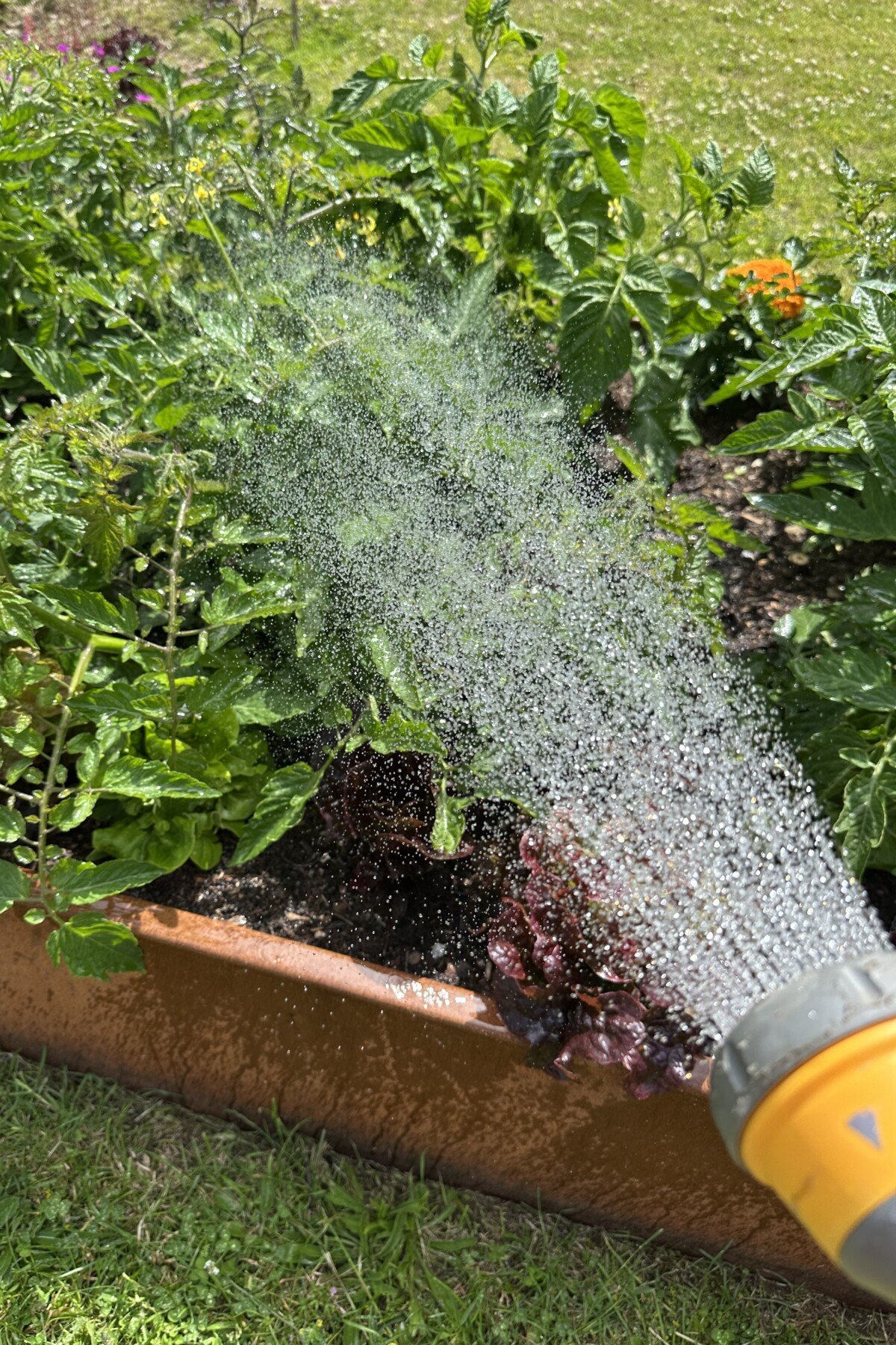 Watering tomatoes