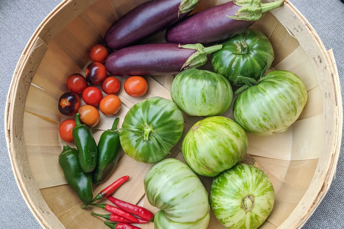Green zebra tomatoes