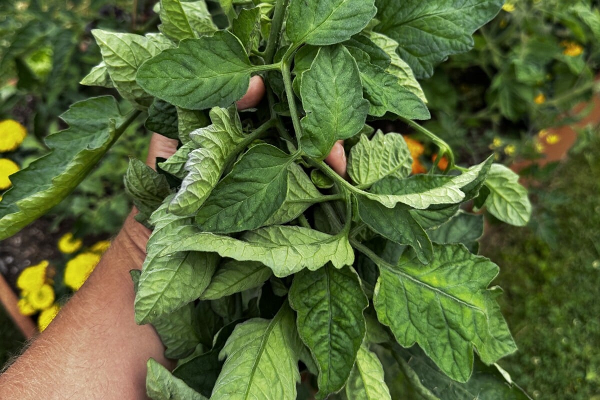 Pruned tomato leaves