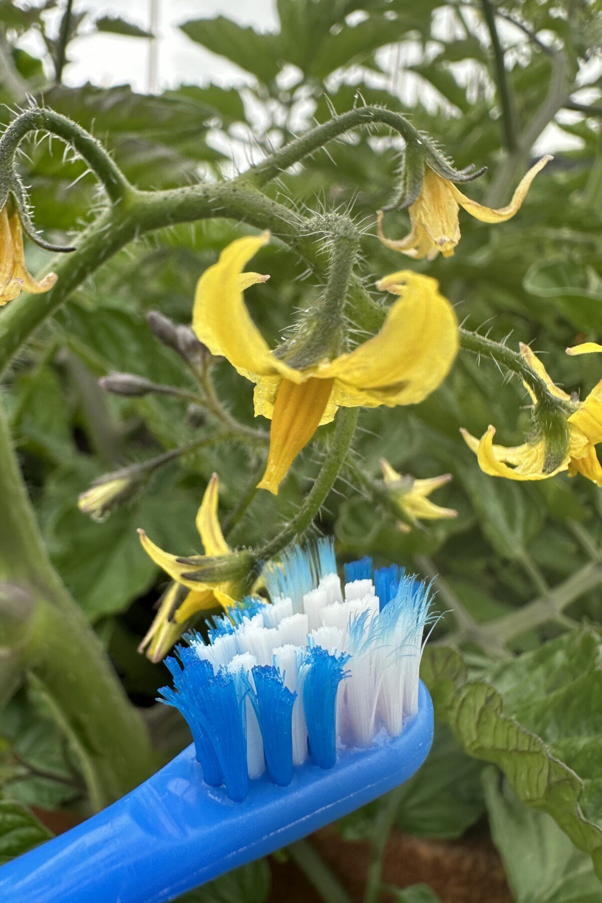 Battery operated toothbrush touching tomato blossom
