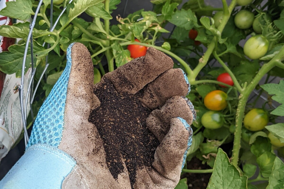 Gloved hand holding fertilizer