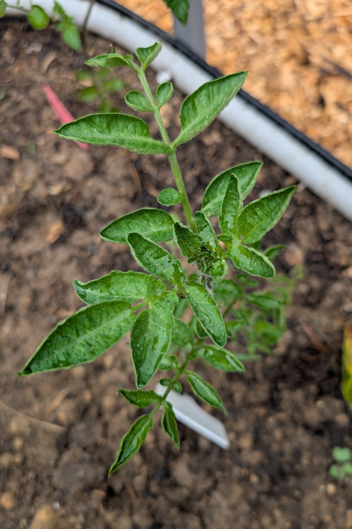 Tomato plant in the rain