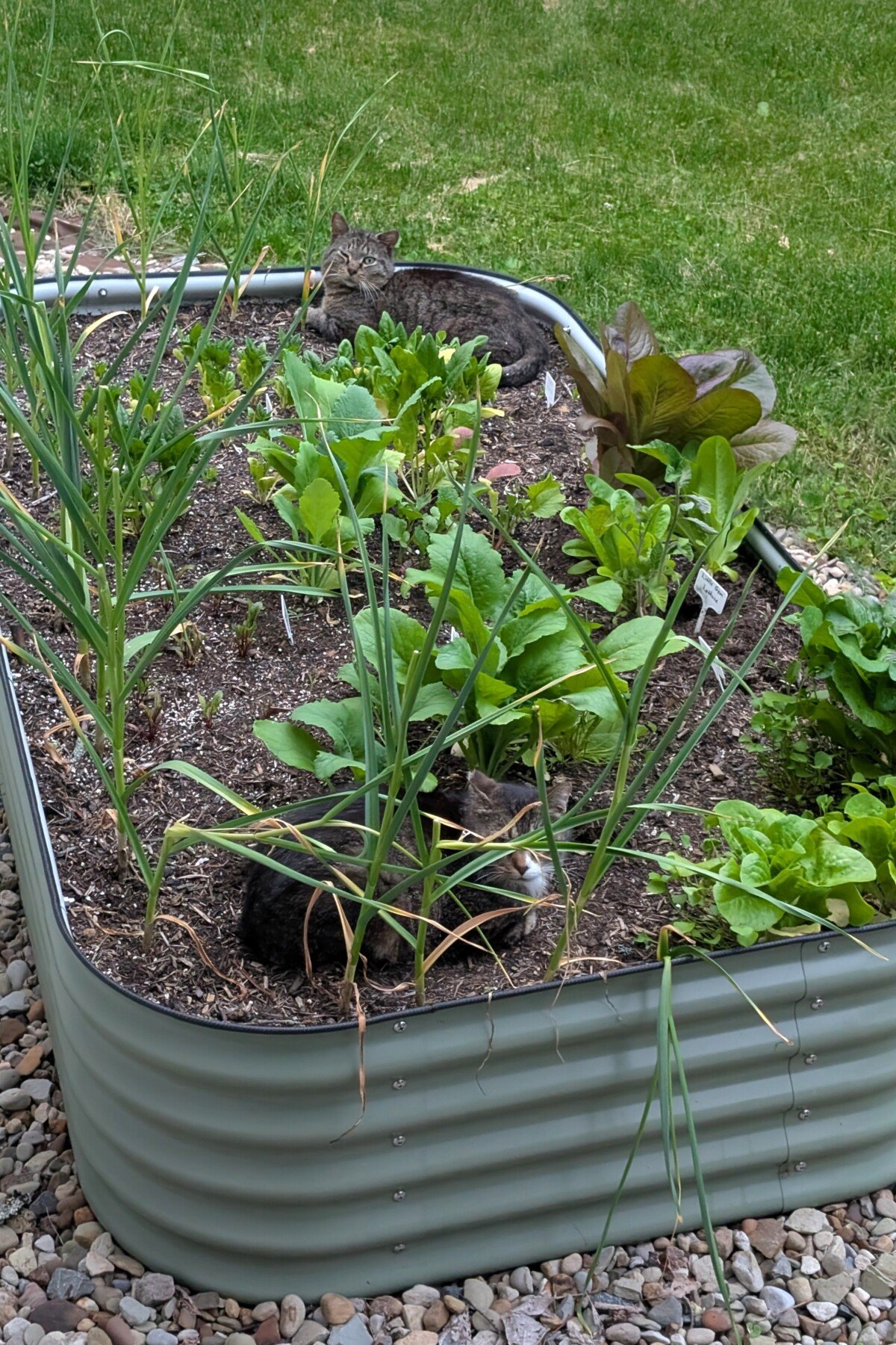 Two cats lying in a planted raised bed.