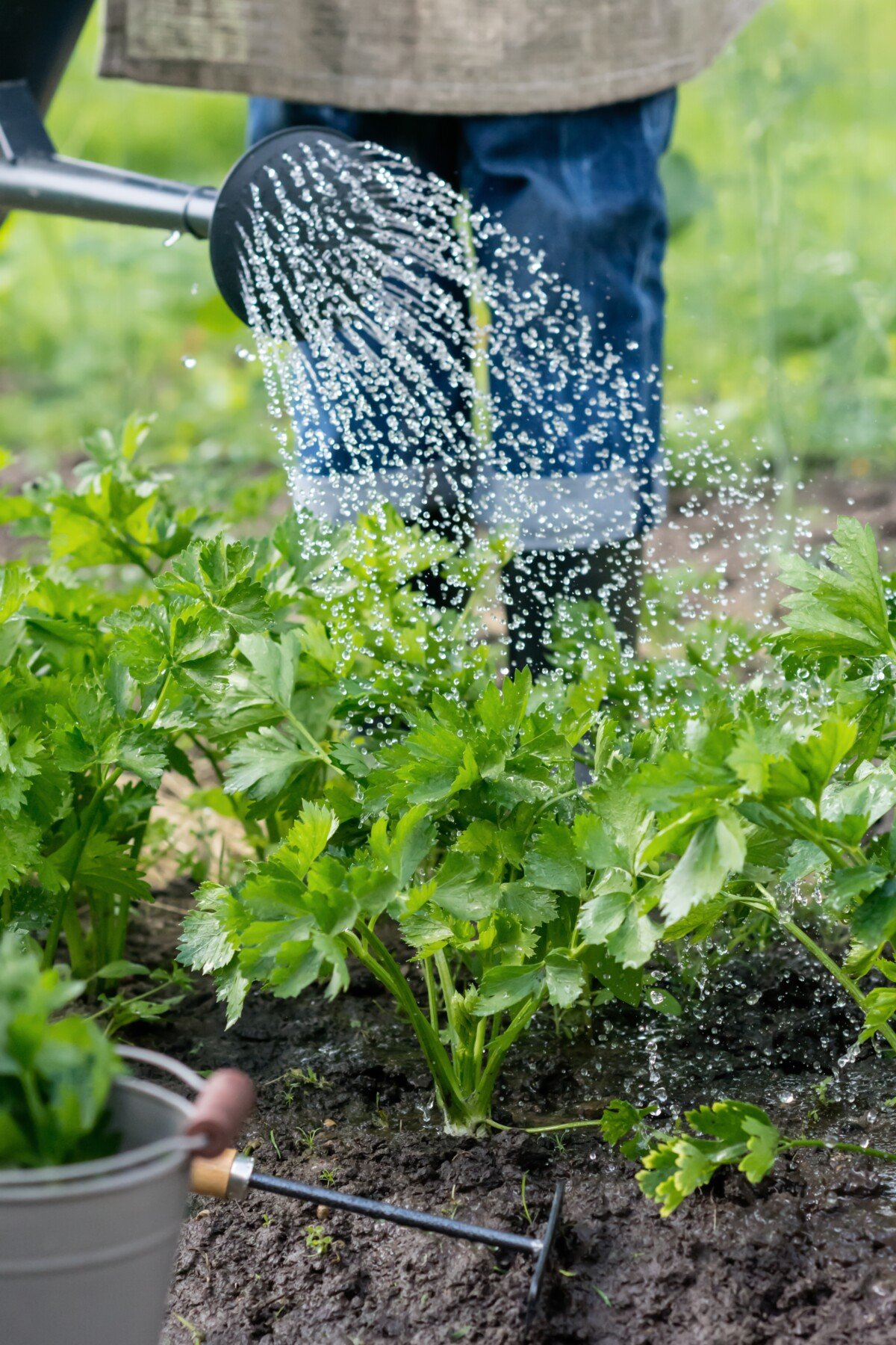 Gardener watering celery in the morning