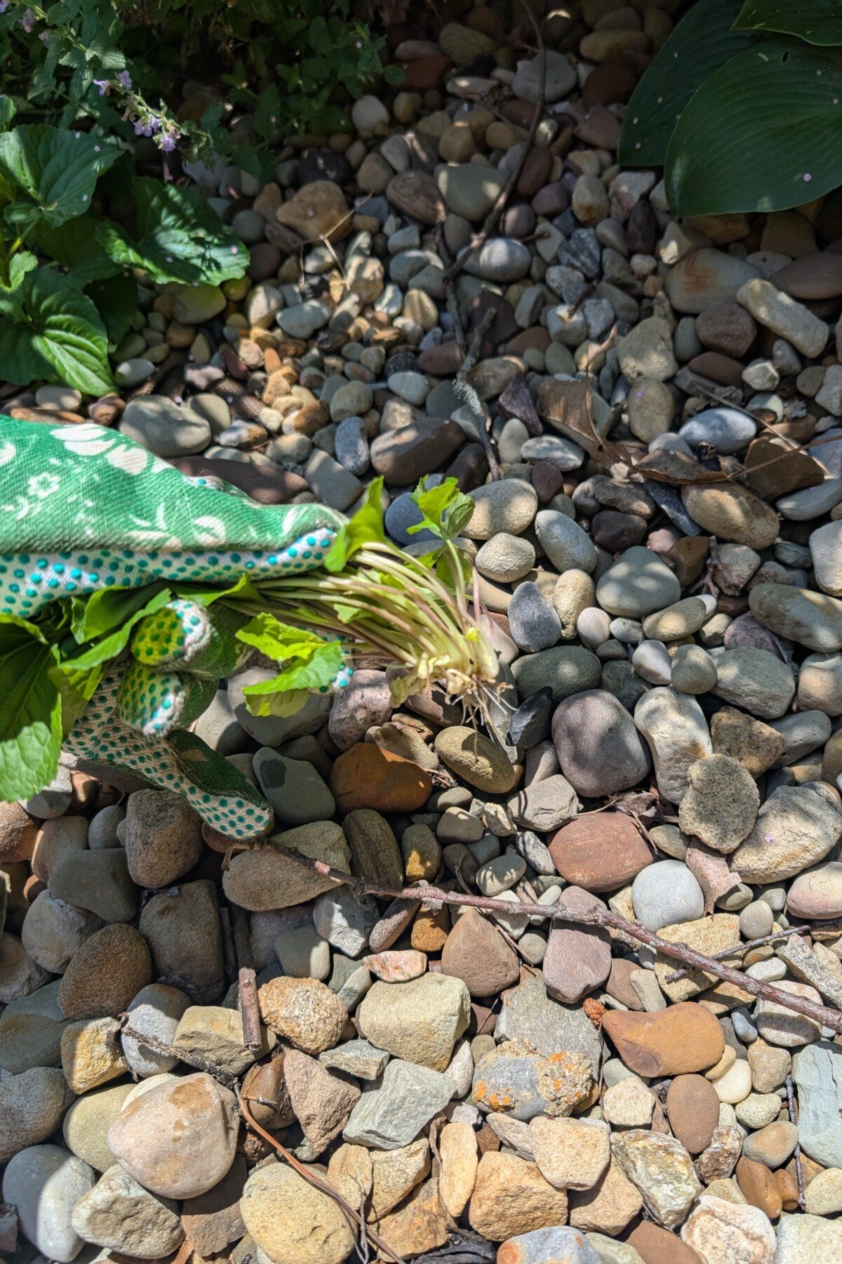 woman's gloved hand pulling weeds