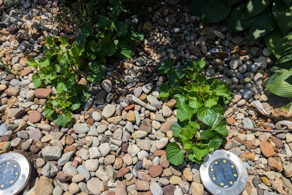 Weeds growing in decorative gravel
