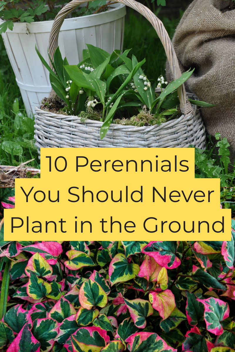 10 Perennials You Should Never Plant in the Ground