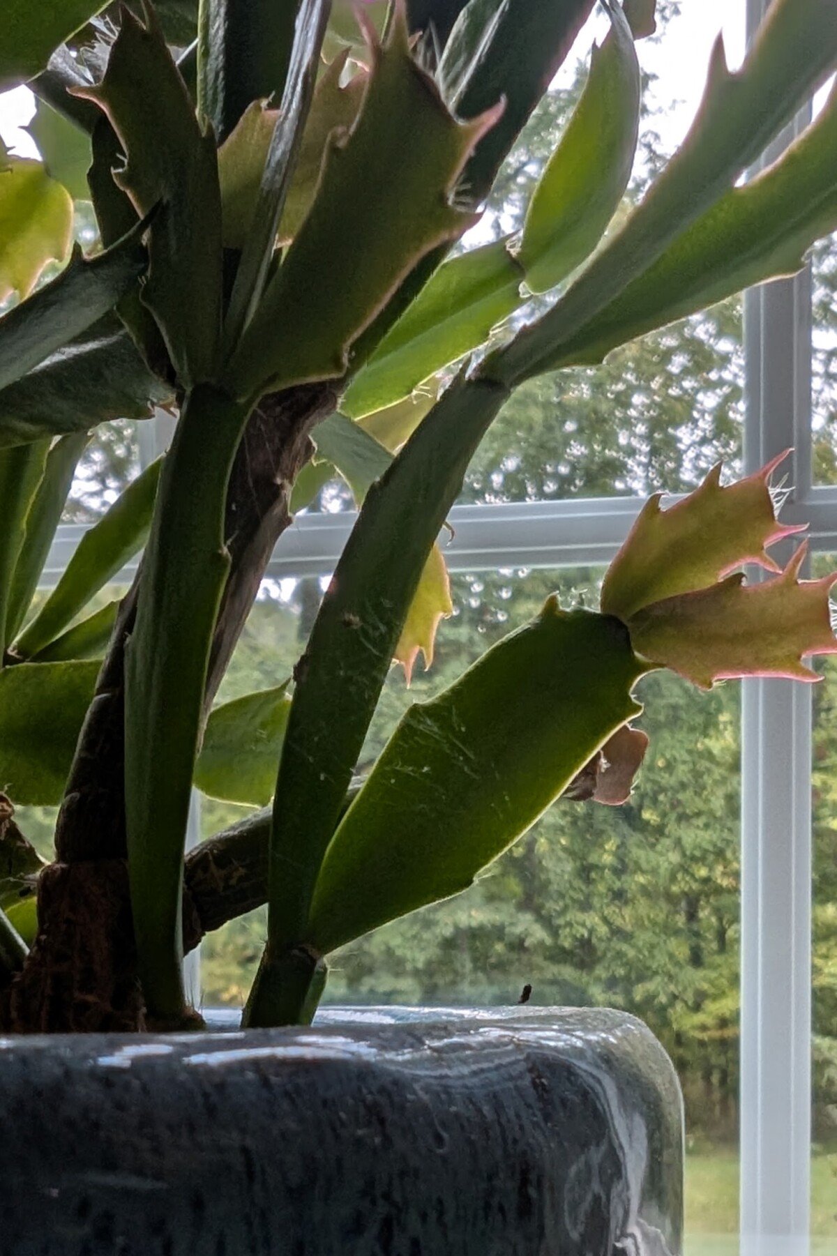 Close up of Christmas cactus with spider web.