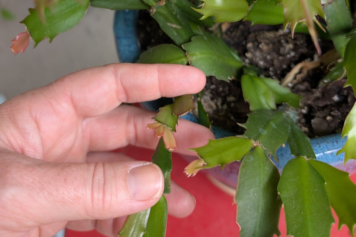 Woman's hand holding new cladodes of Christmas cactus.
