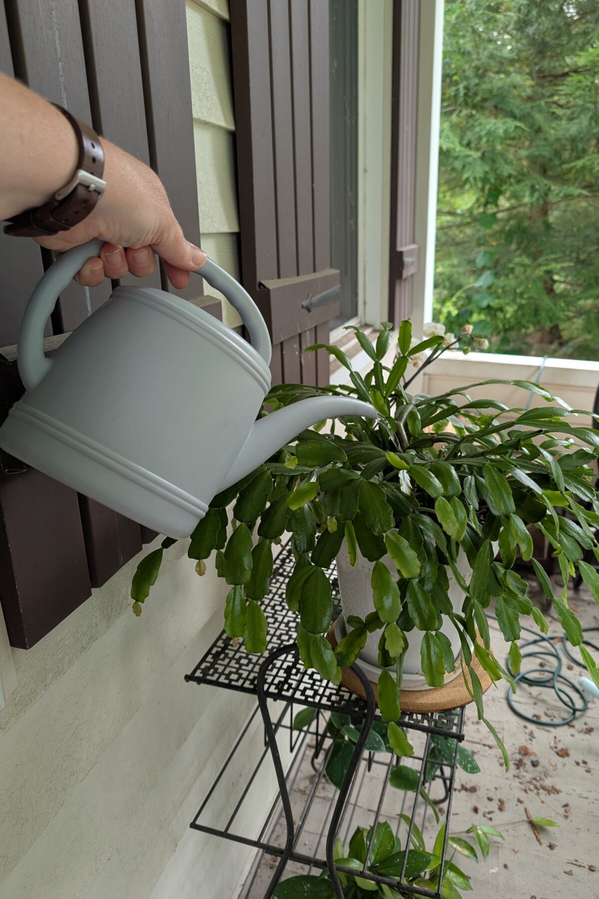 Woman watering Christmas cactus outdoors