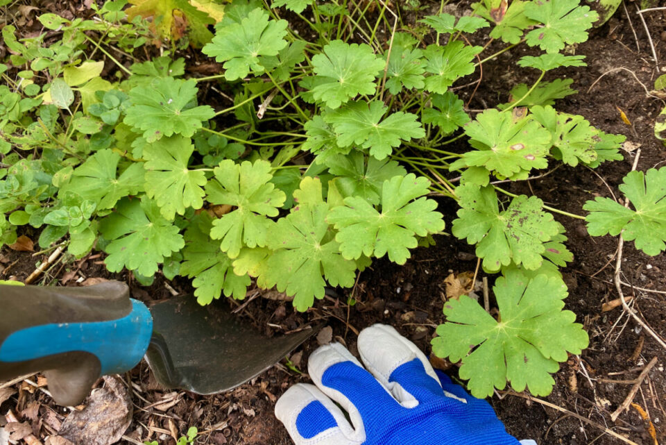 10 Perennials You Should Divide in September