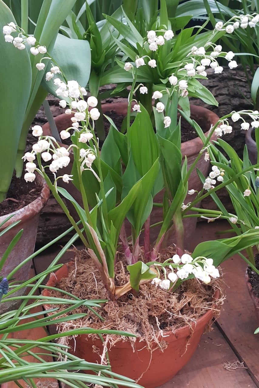 Lily of the valley in a planter