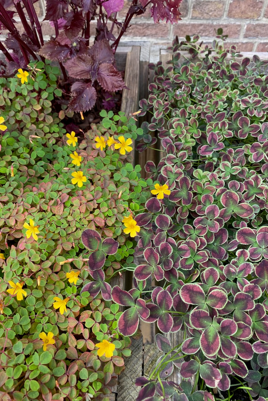 Oxalis in raised bed