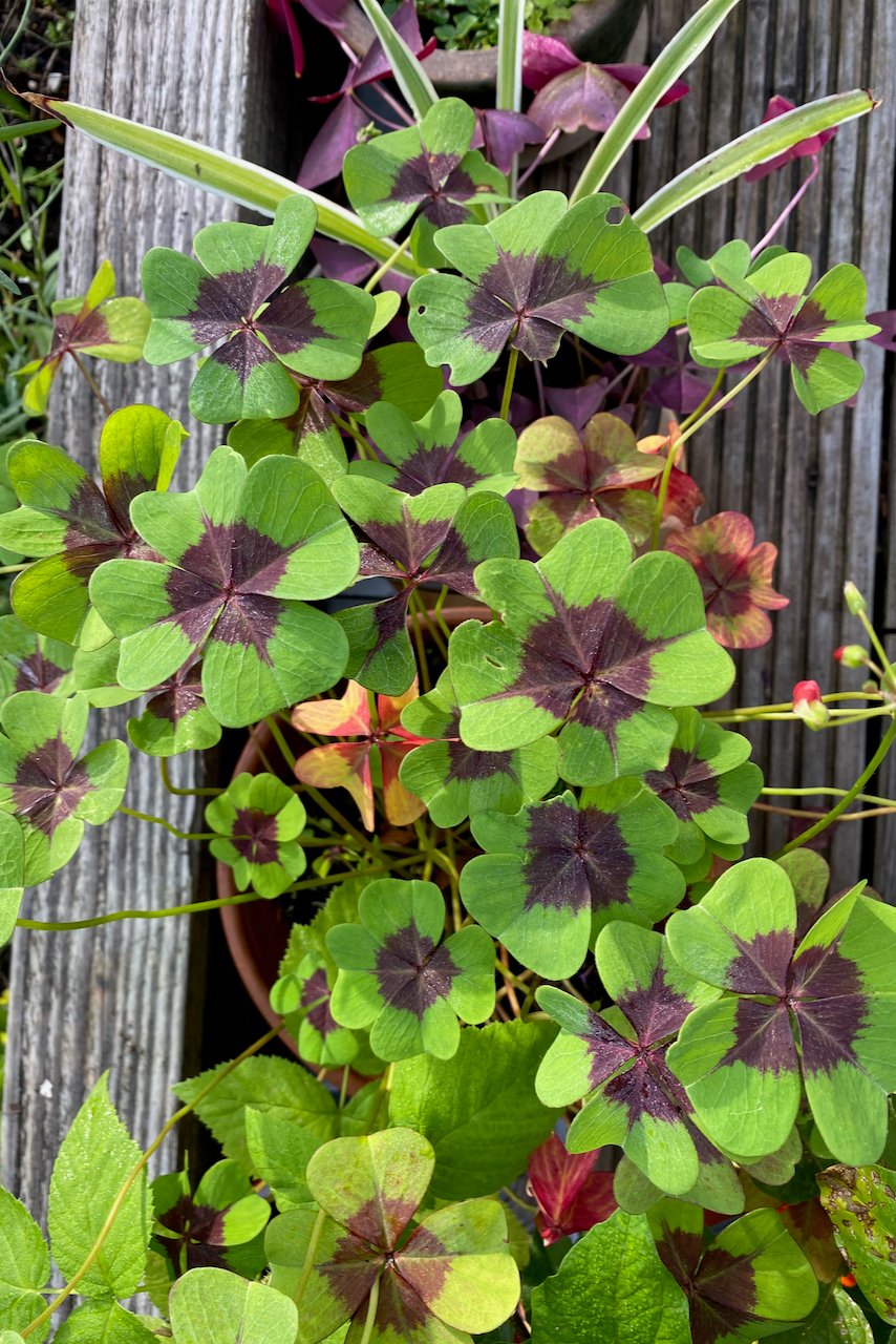 Oxalis