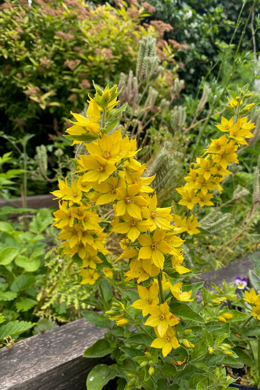 Yellow loosestrife
