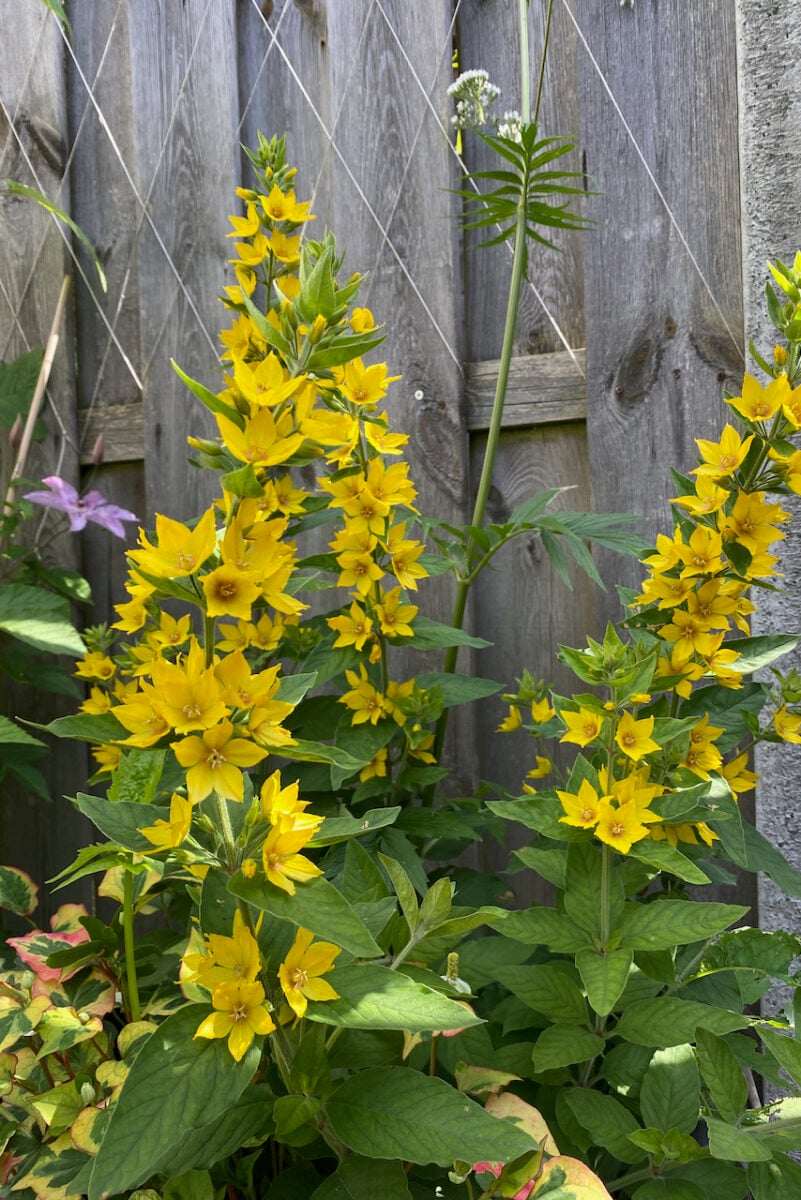 10 Perennials You Should Never Plant in the Ground