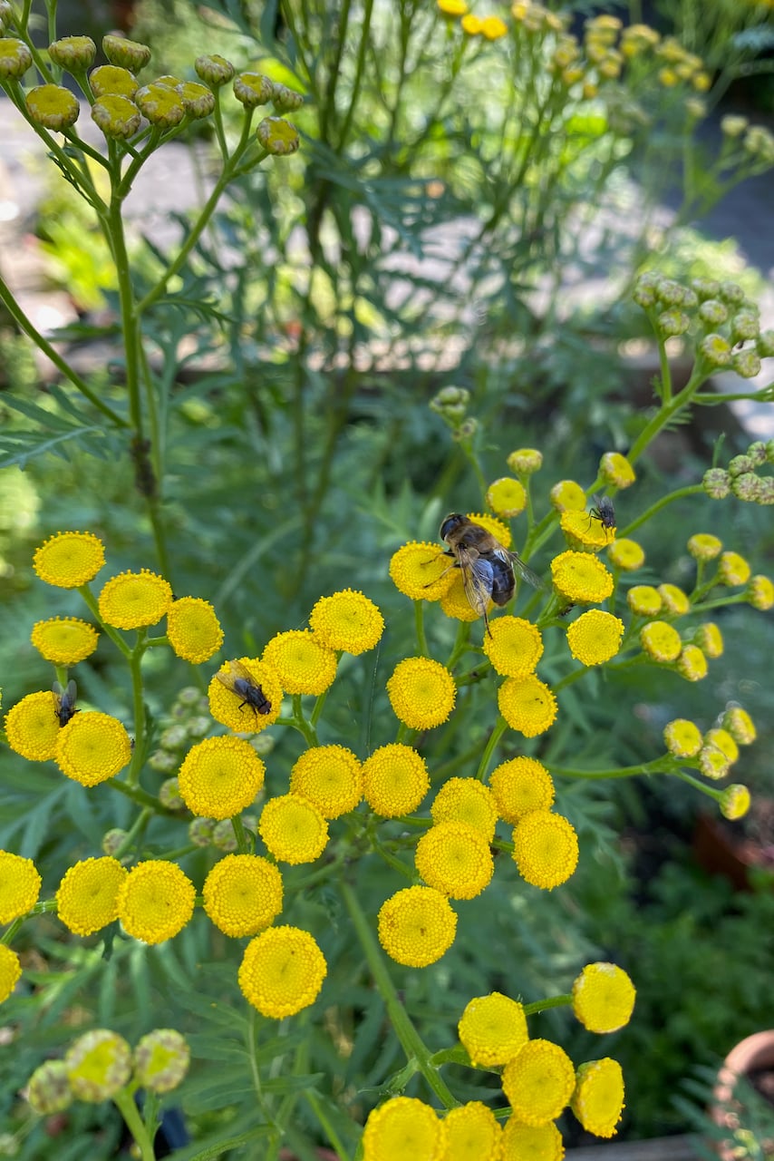 Yellow tansy flowers with a bee on one.