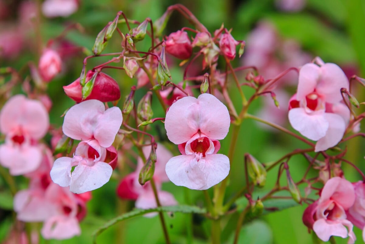 Himalayan balsam flowers