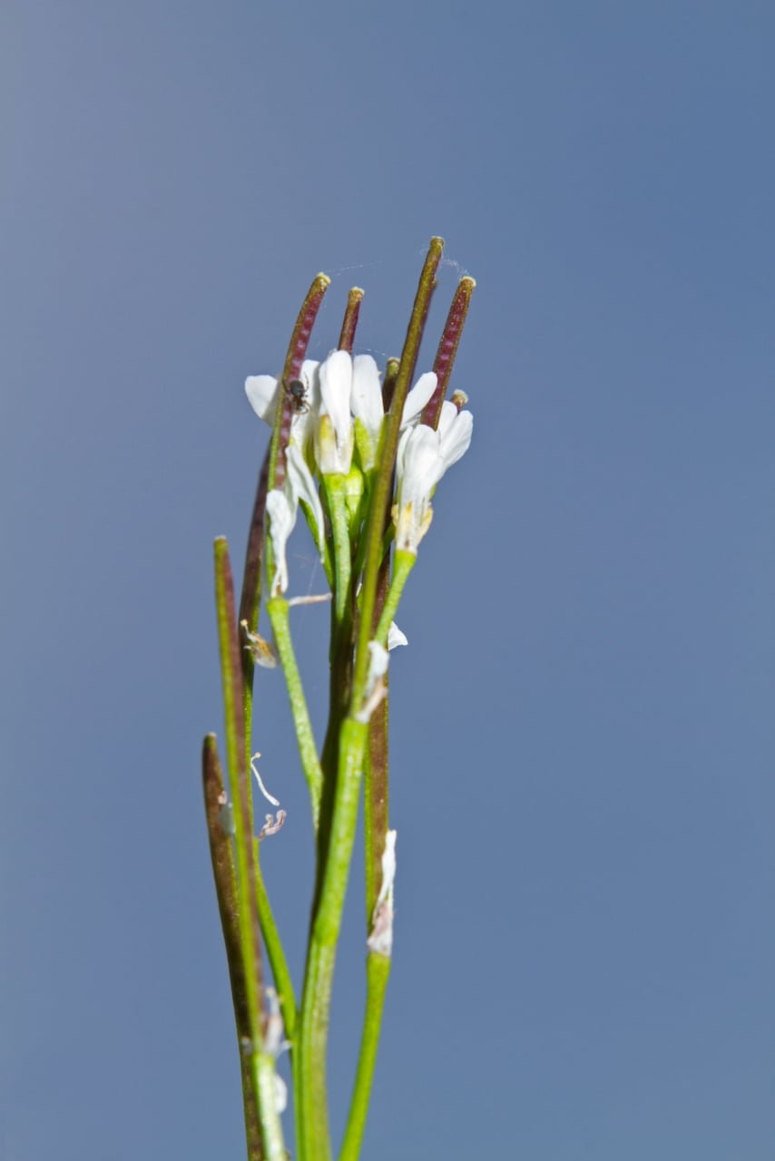 Bittercress seed pods