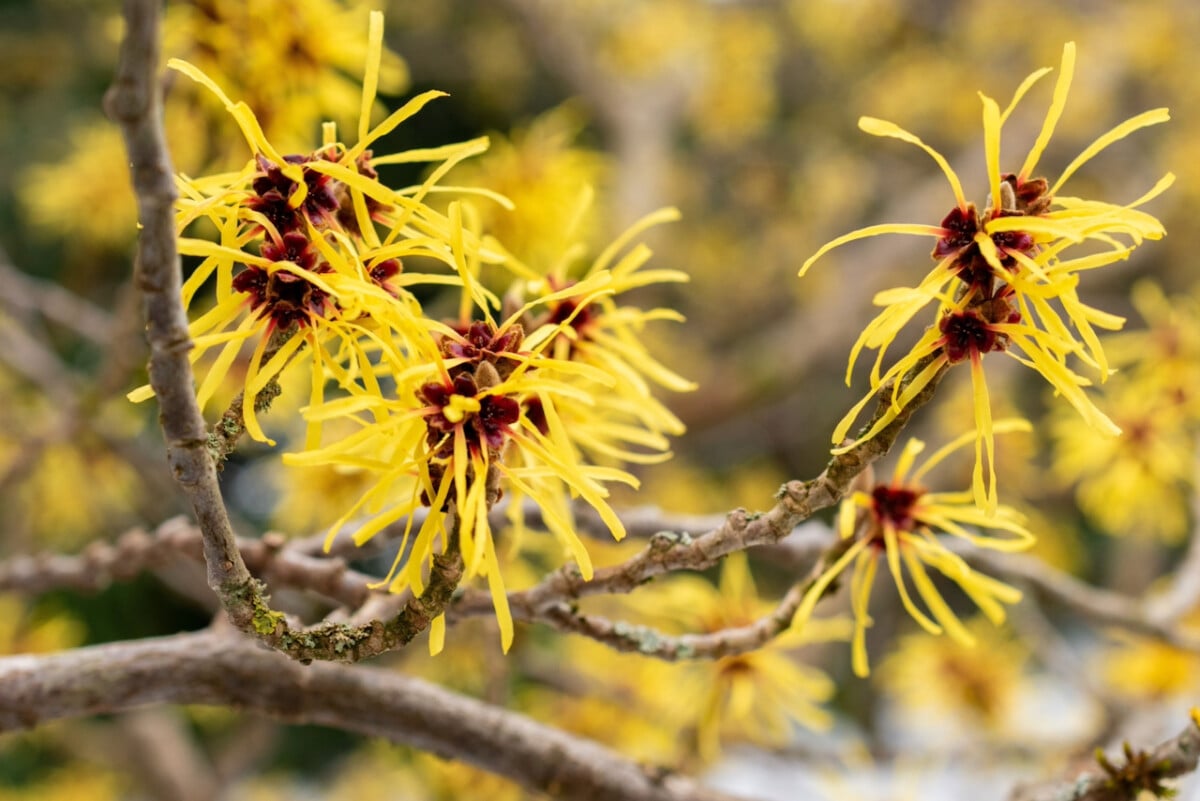 Witch hazel flowers