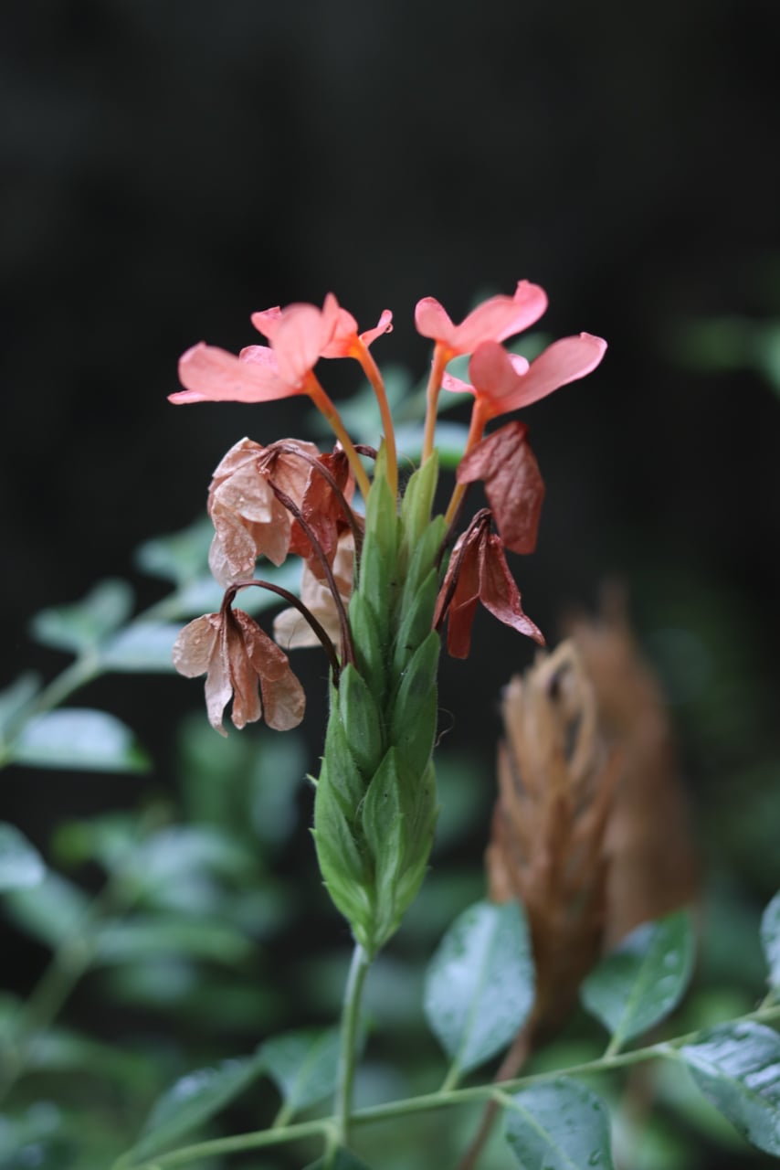 Ripening seed pod that will eventually disperse seeds (if pollinated).