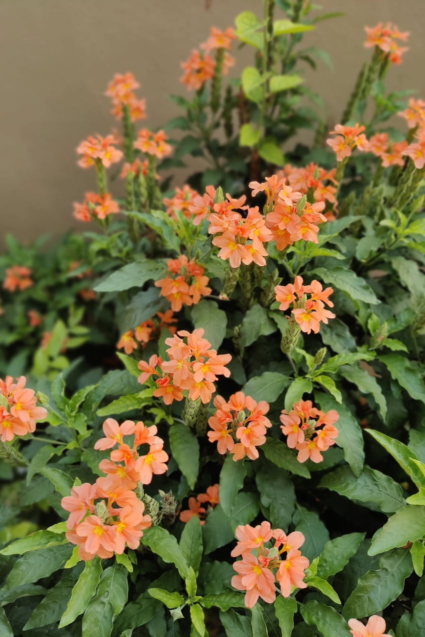 Bright and beautiful orange firecracker flowers.