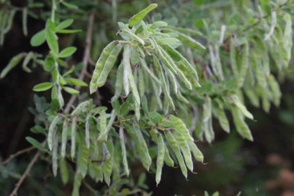 Pop! 13 Garden Plants with Exploding Seeds