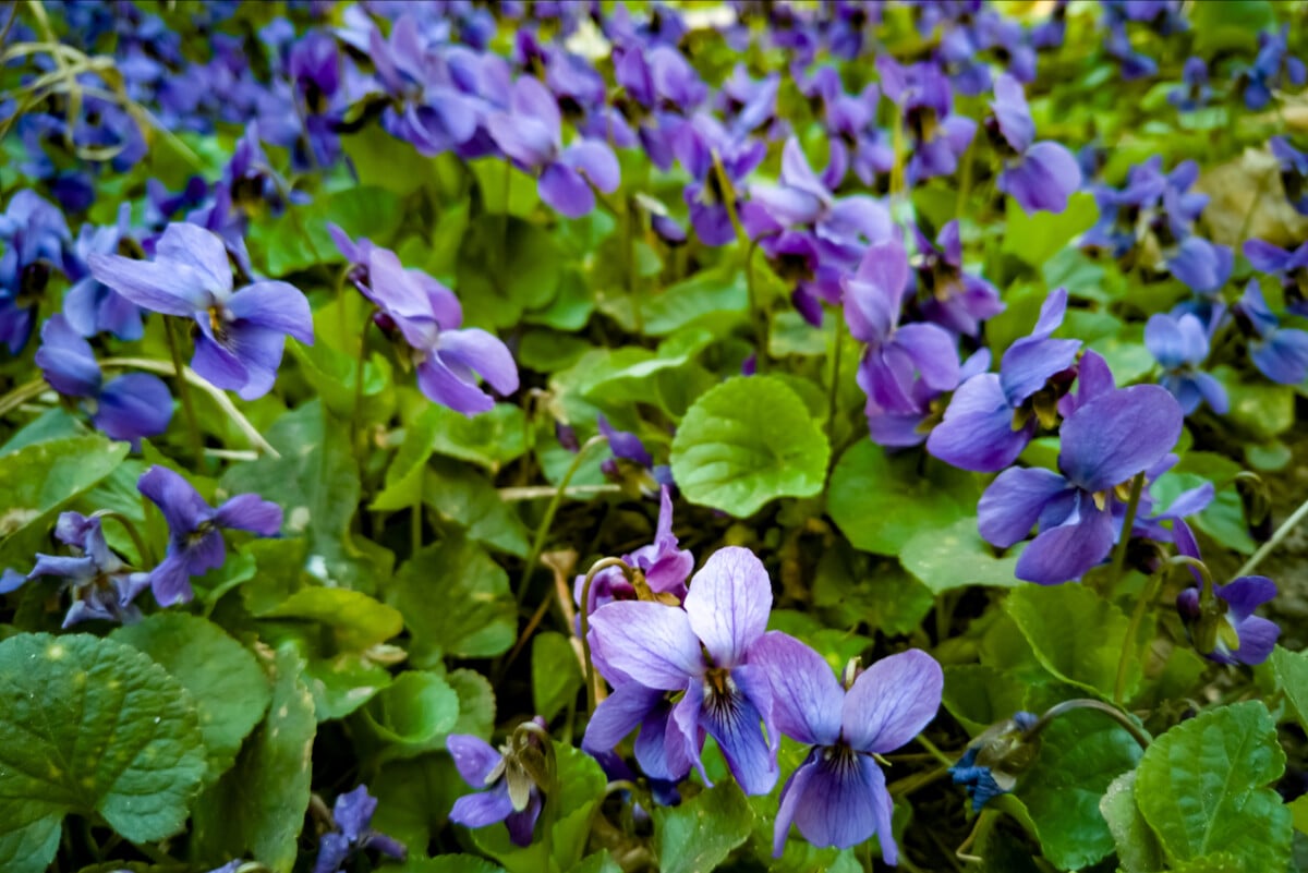 Common blue violets