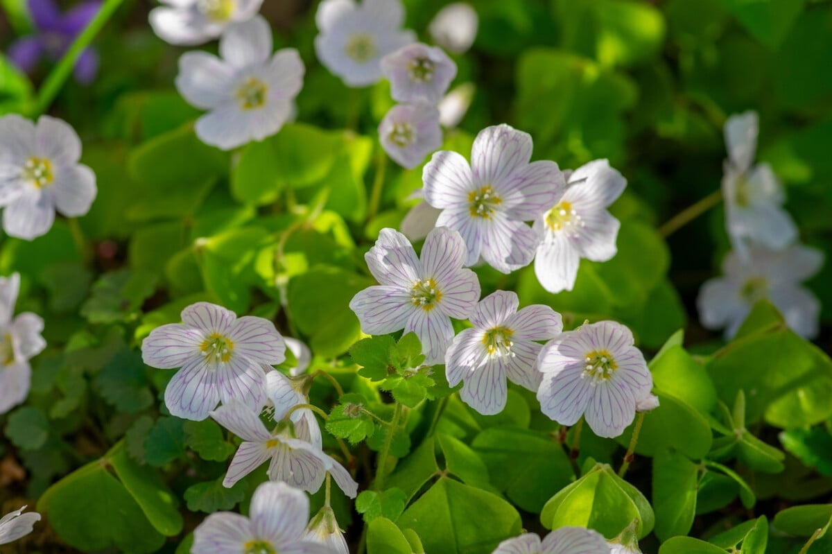 Oxalis acetosella flowers