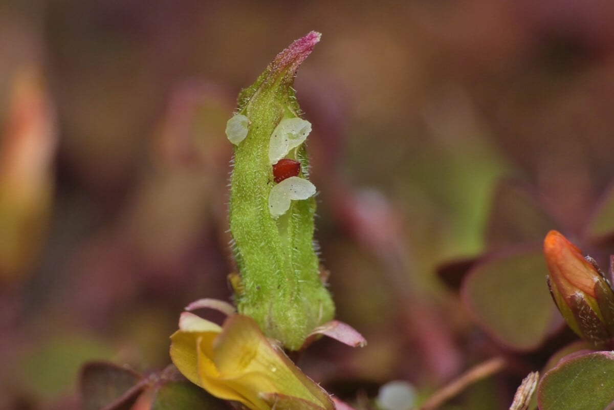 Bursting oxalis ripe seed pod. The seeds are the red dots.