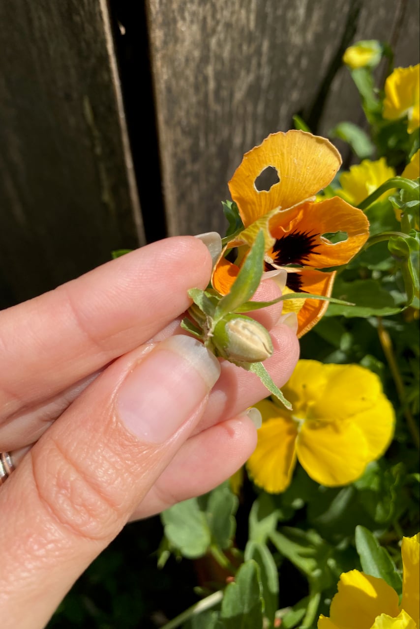 Garden pansy seed pod