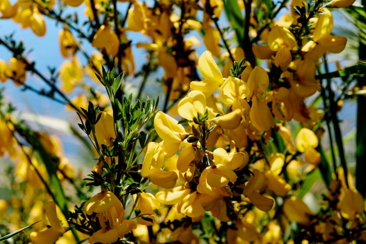 Scotch broom plant