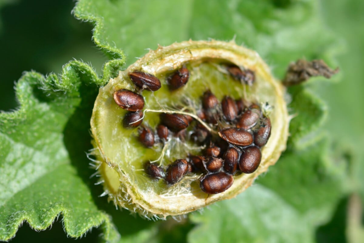 Burst squirting cucumber pod